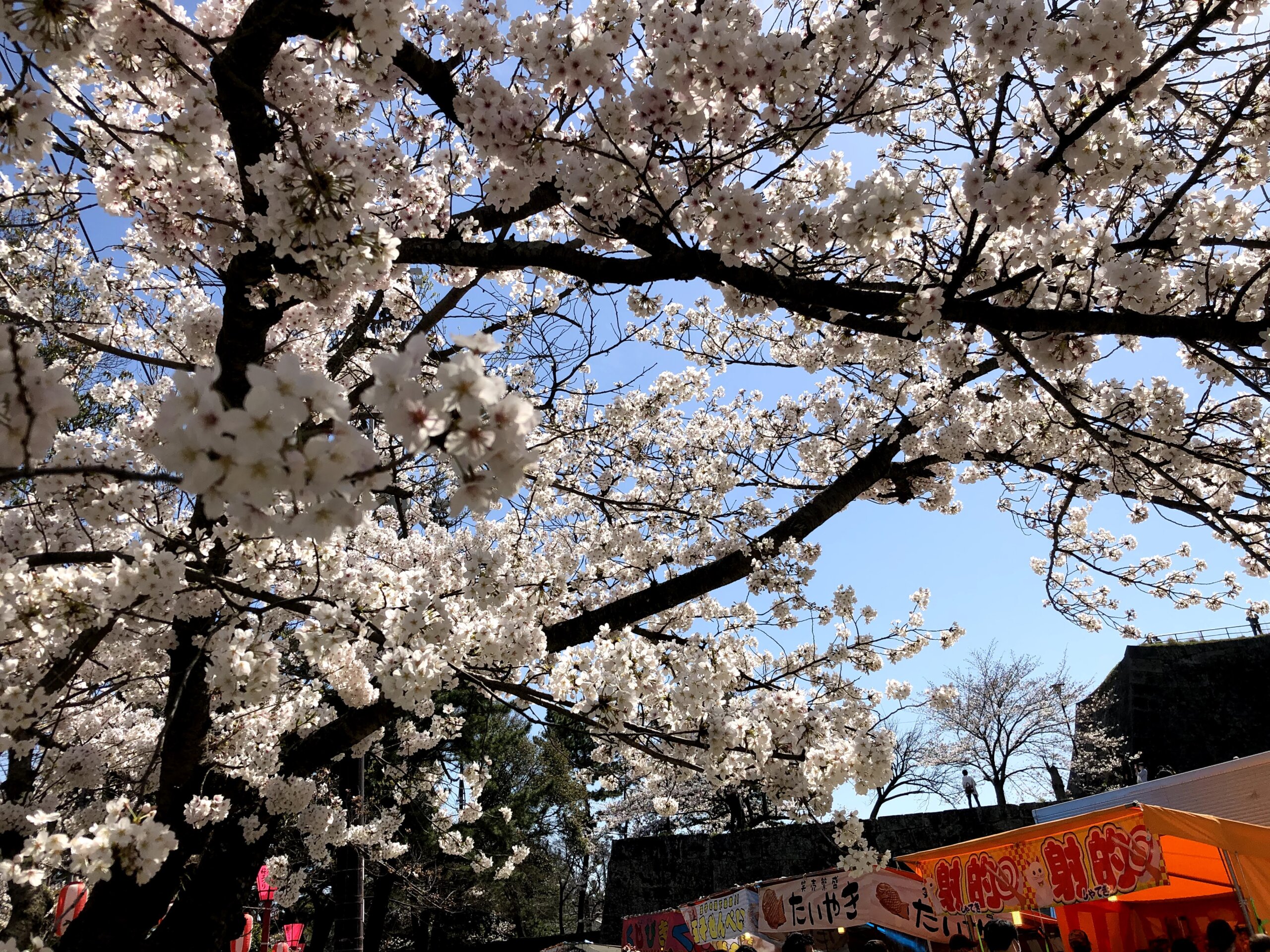 春の紀北でお花見 ベーカリーやカフェに寄り道しながら 桜を見に行こう 和歌山で いただきます